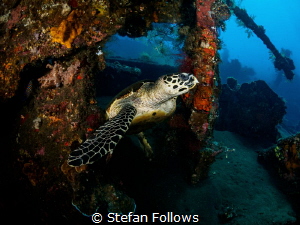 The Keeper. Hawksbill Turtle - Eretmochelys imbricata. Li... by Stefan Follows 